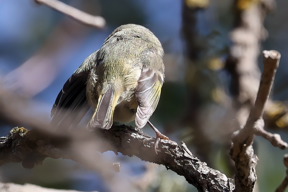 Ruby-crowned Kinglet - ML650035806