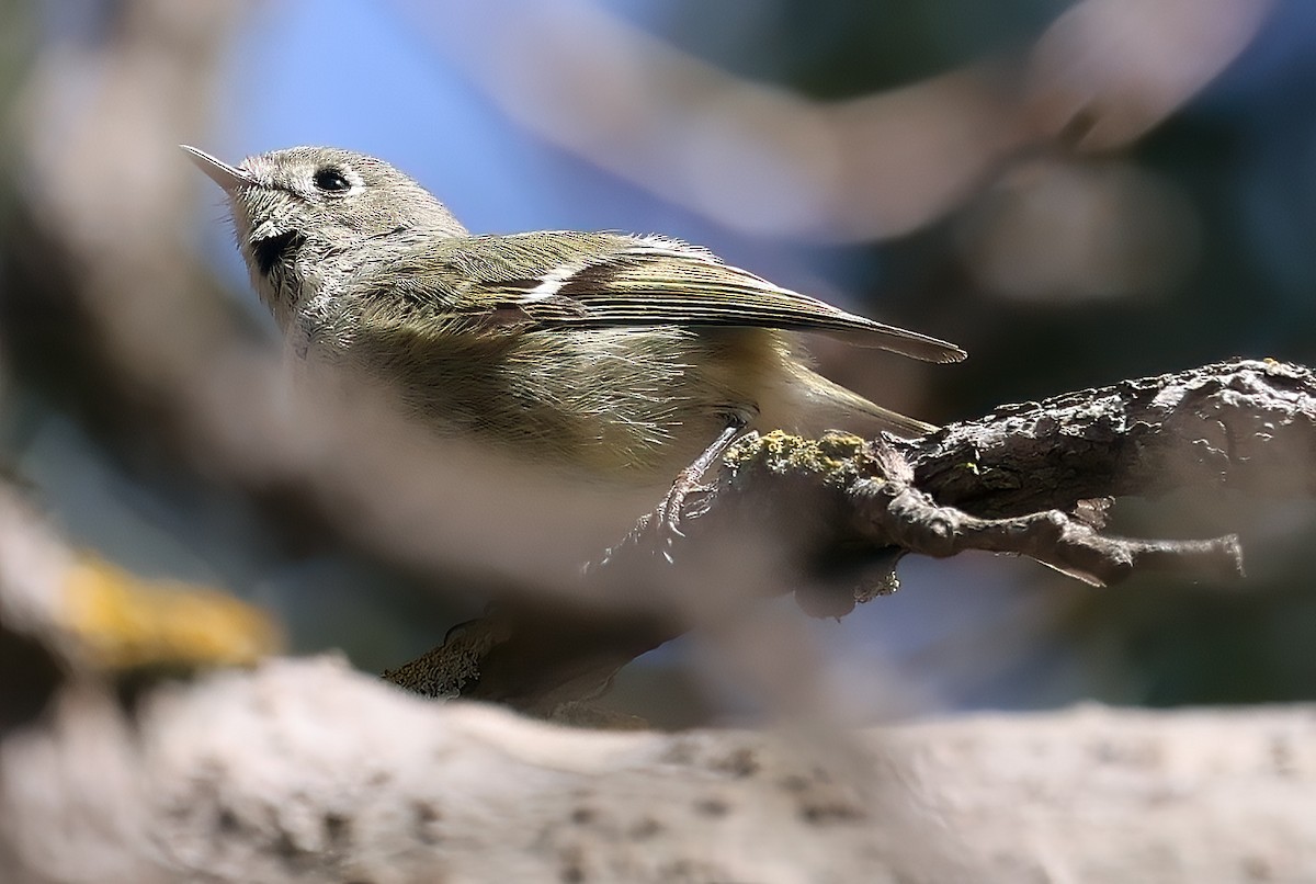 Ruby-crowned Kinglet - ML650035817