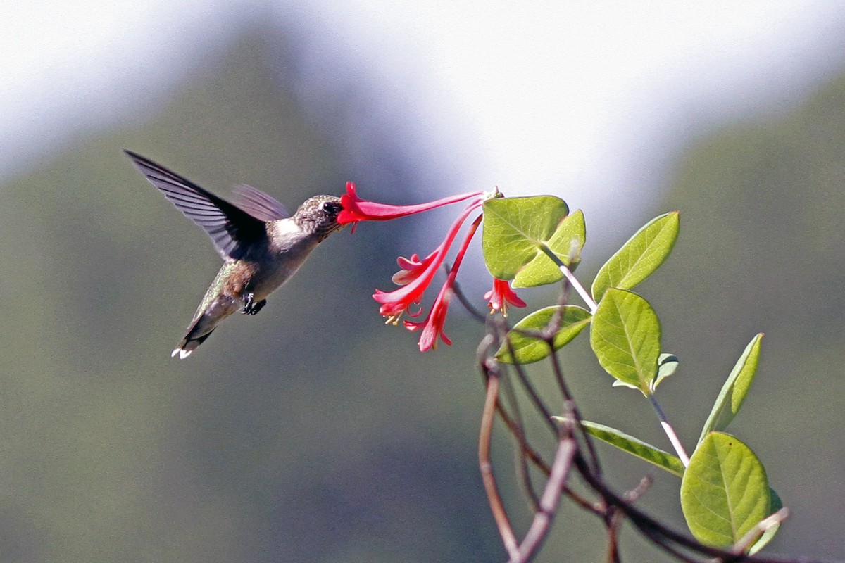 Ruby-throated Hummingbird - Connie Guillory