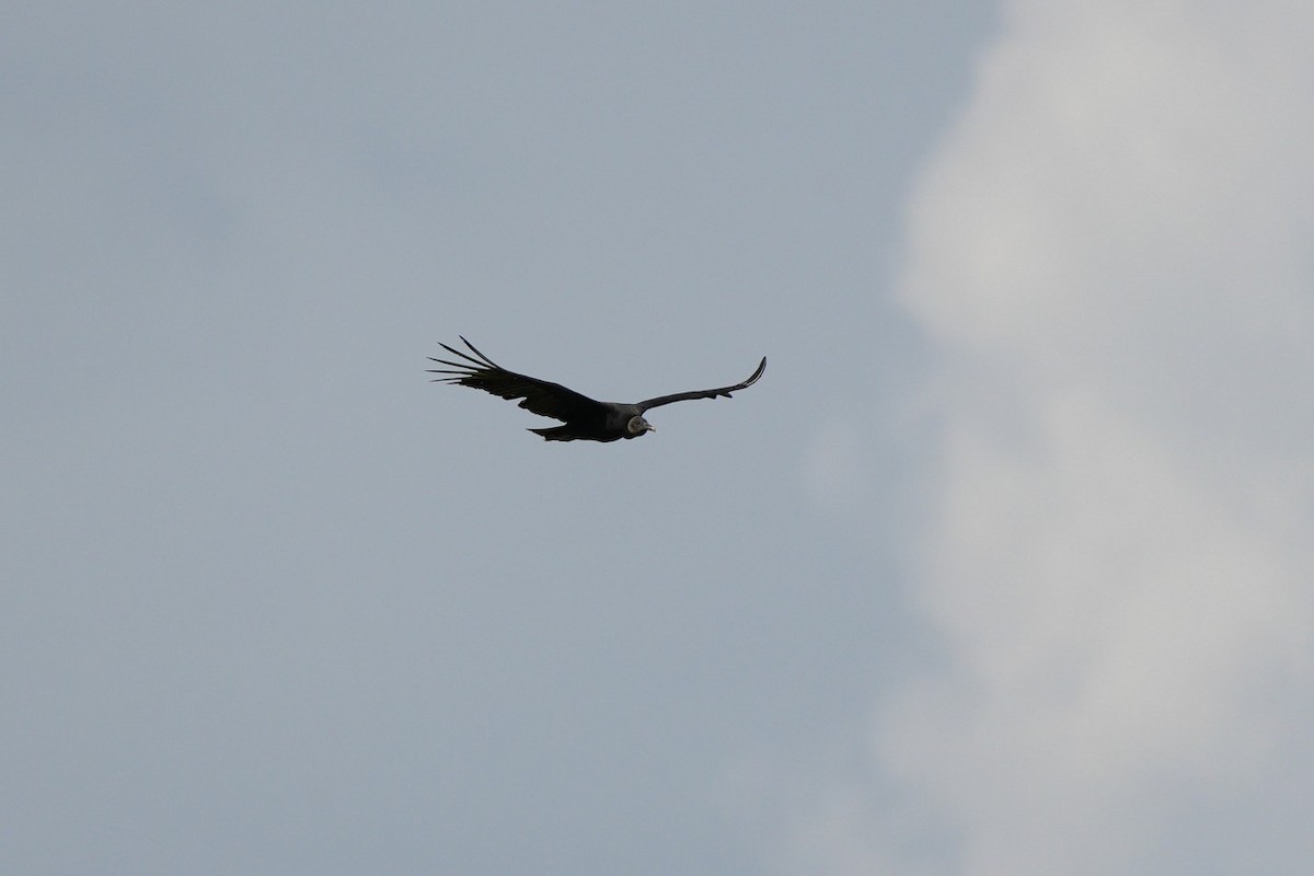 Black Vulture - ML650036981