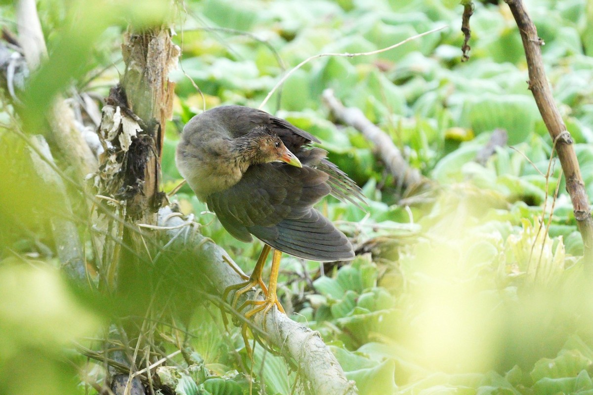 Purple Gallinule - ML650036982