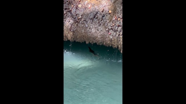 White-rumped Kingfisher - ML650037019