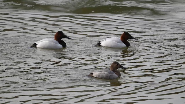 Murgilari bizkarzuria - ML650037243