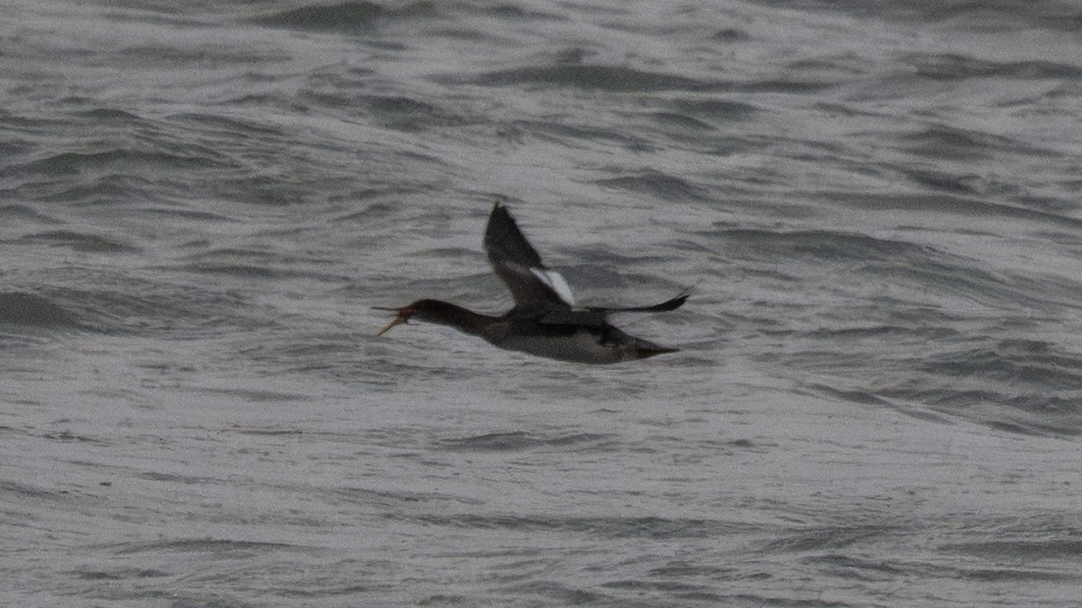 ウミアイサ - ML650037394