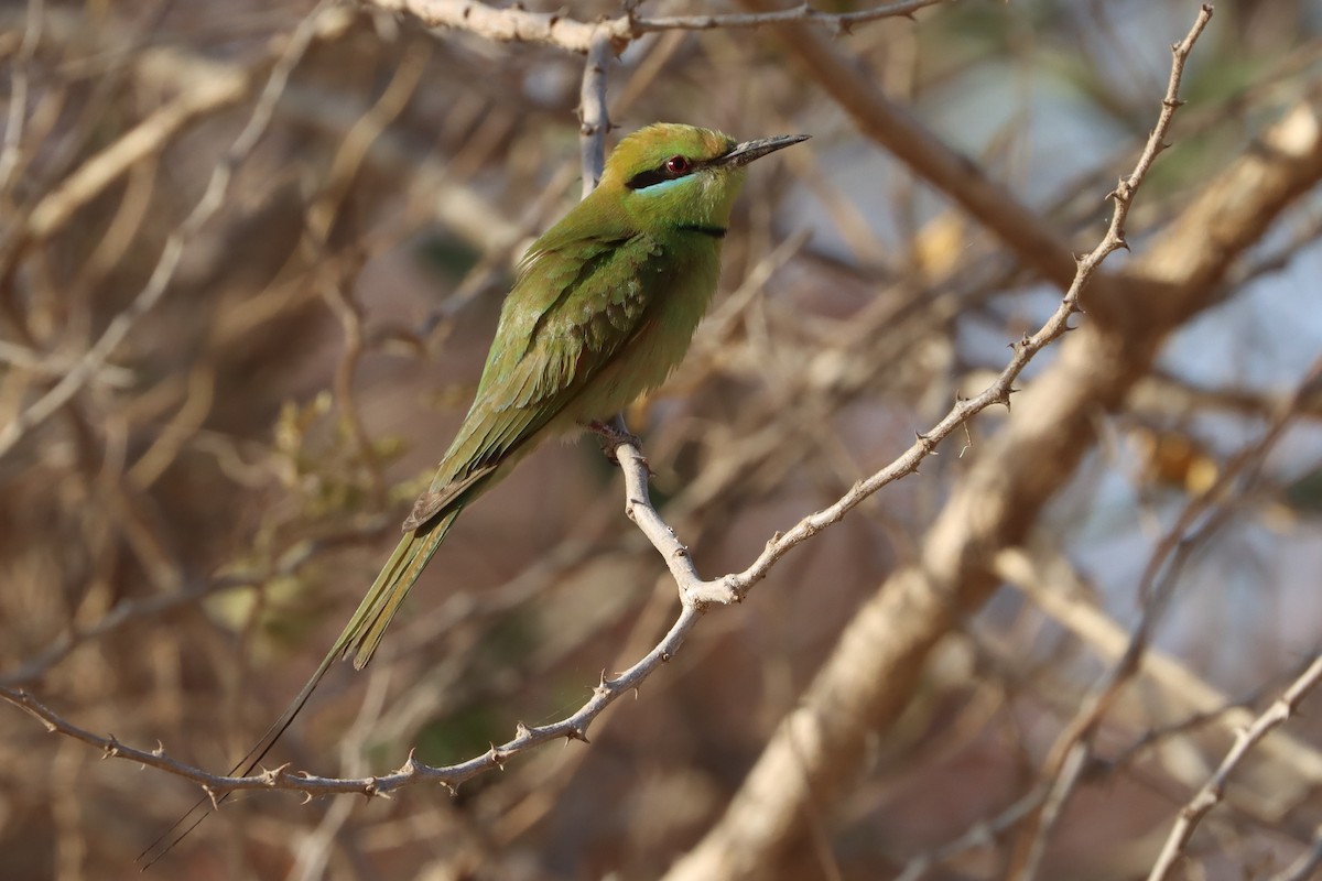 African Green Bee-eater - ML650037420