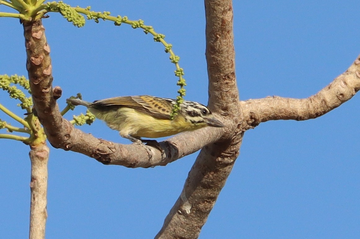 Yellow-fronted Tinkerbird - ML650037454