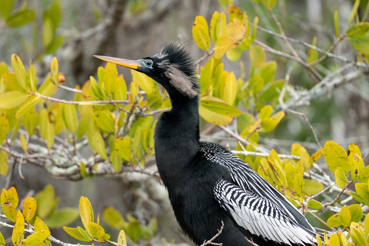 Anhinga - ML650037867