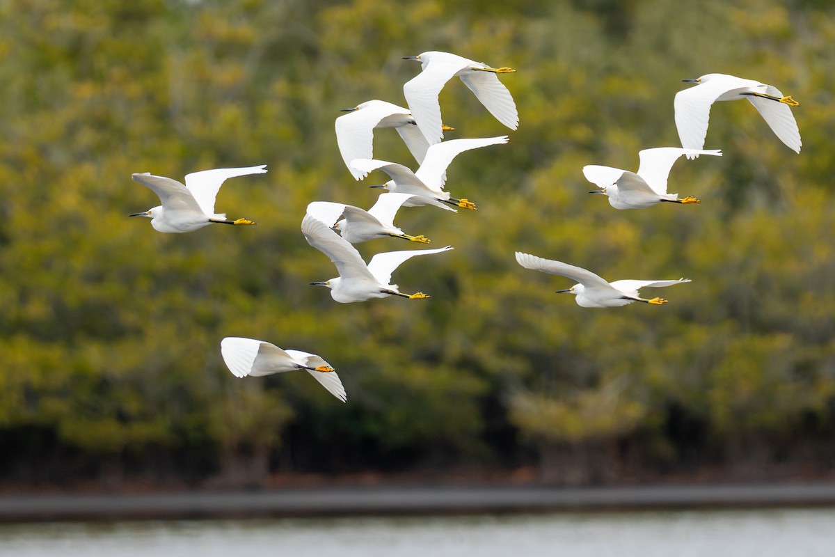 Snowy Egret - ML650037880