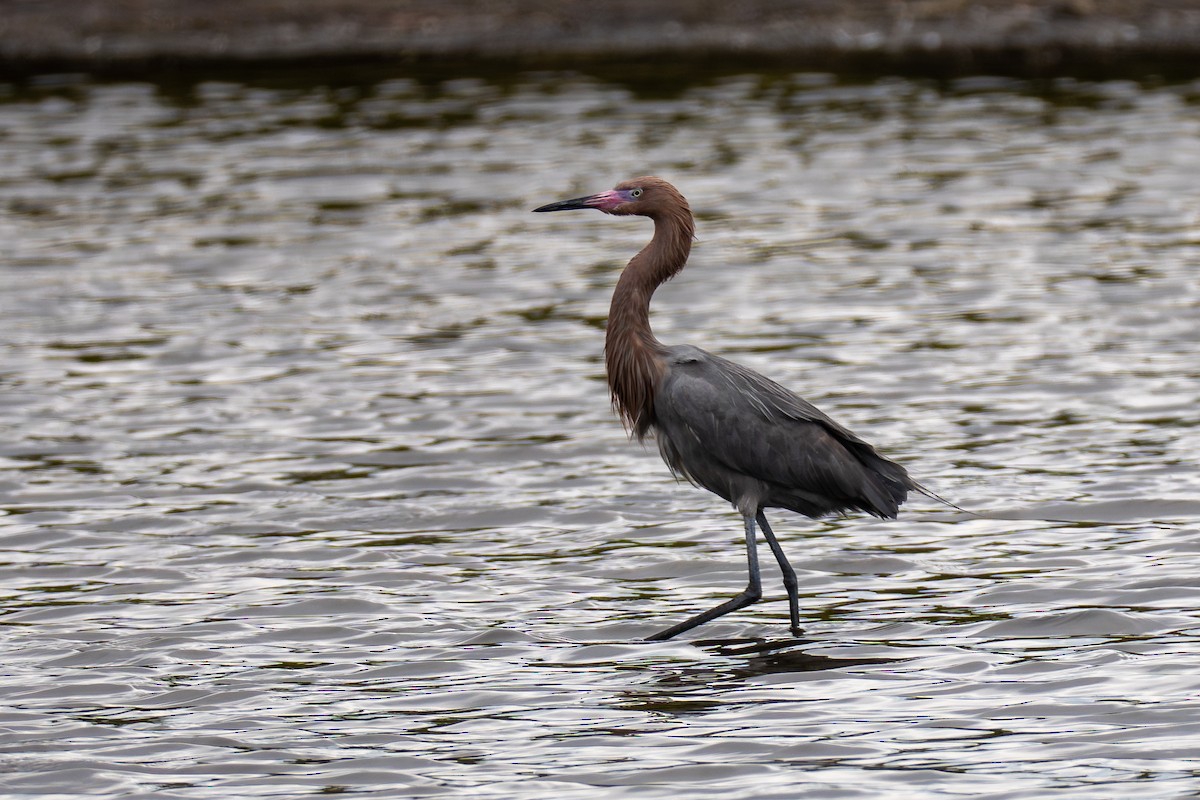 Reddish Egret - ML650037882