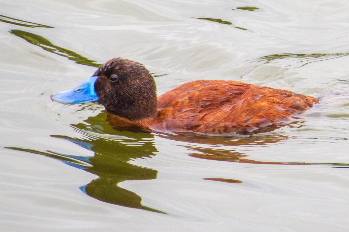 Lake Duck - ML650037898