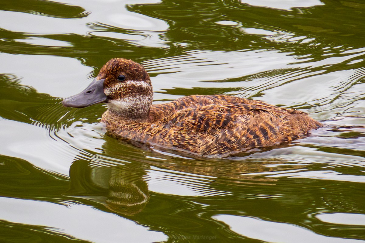 Lake Duck - ML650037899