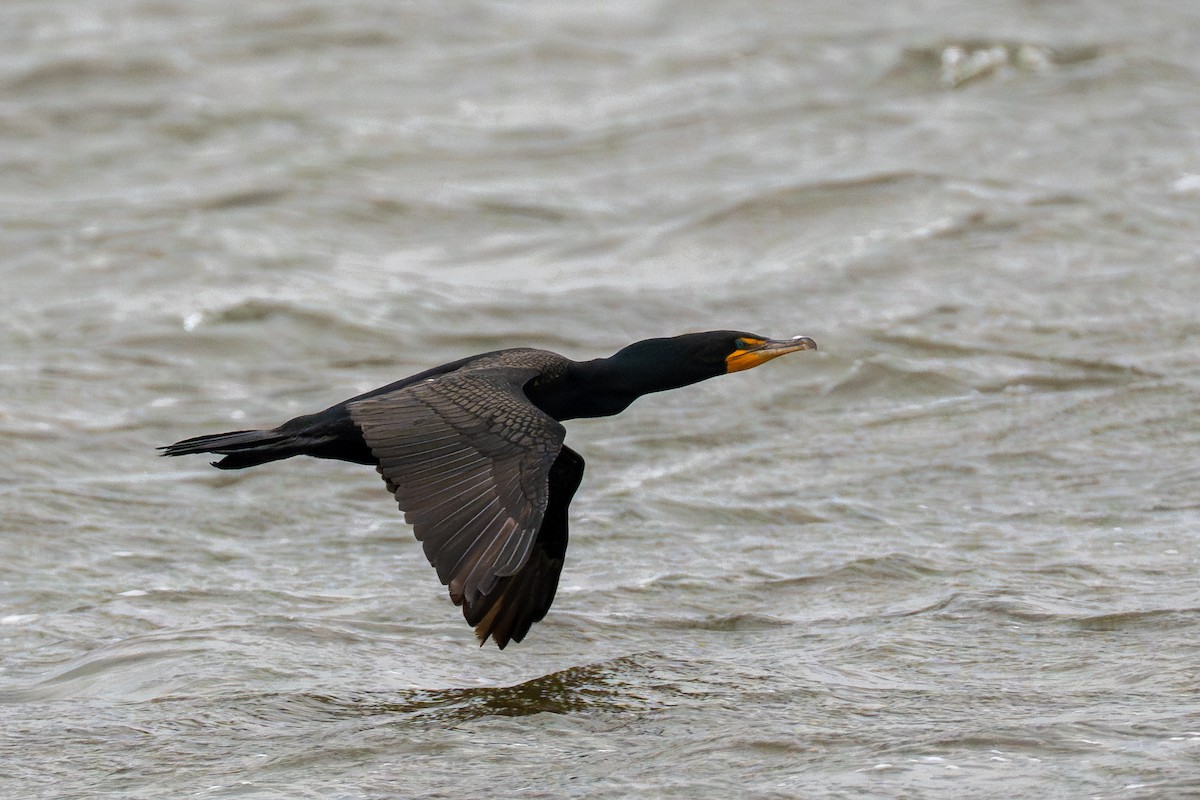 Double-crested Cormorant - ML650037912