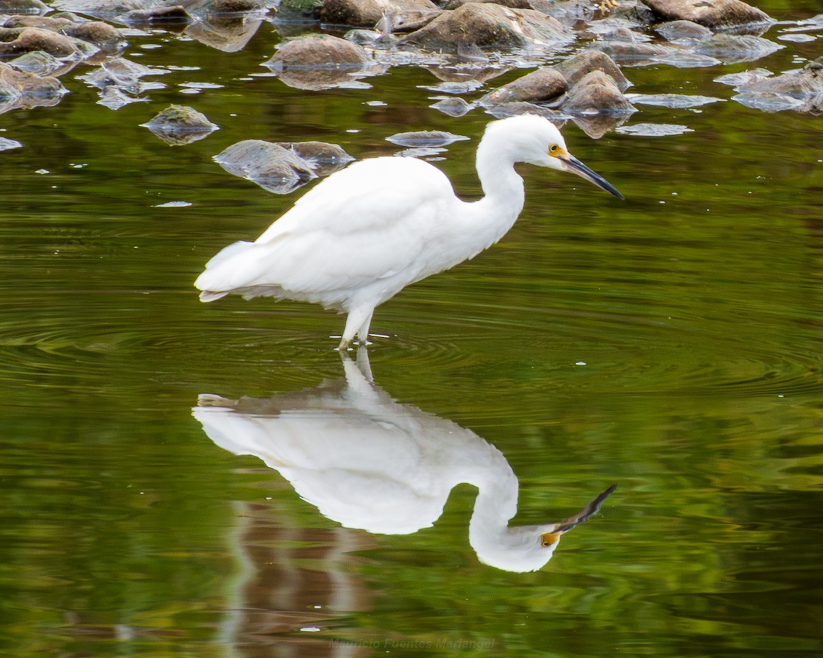 Snowy Egret - ML650037921