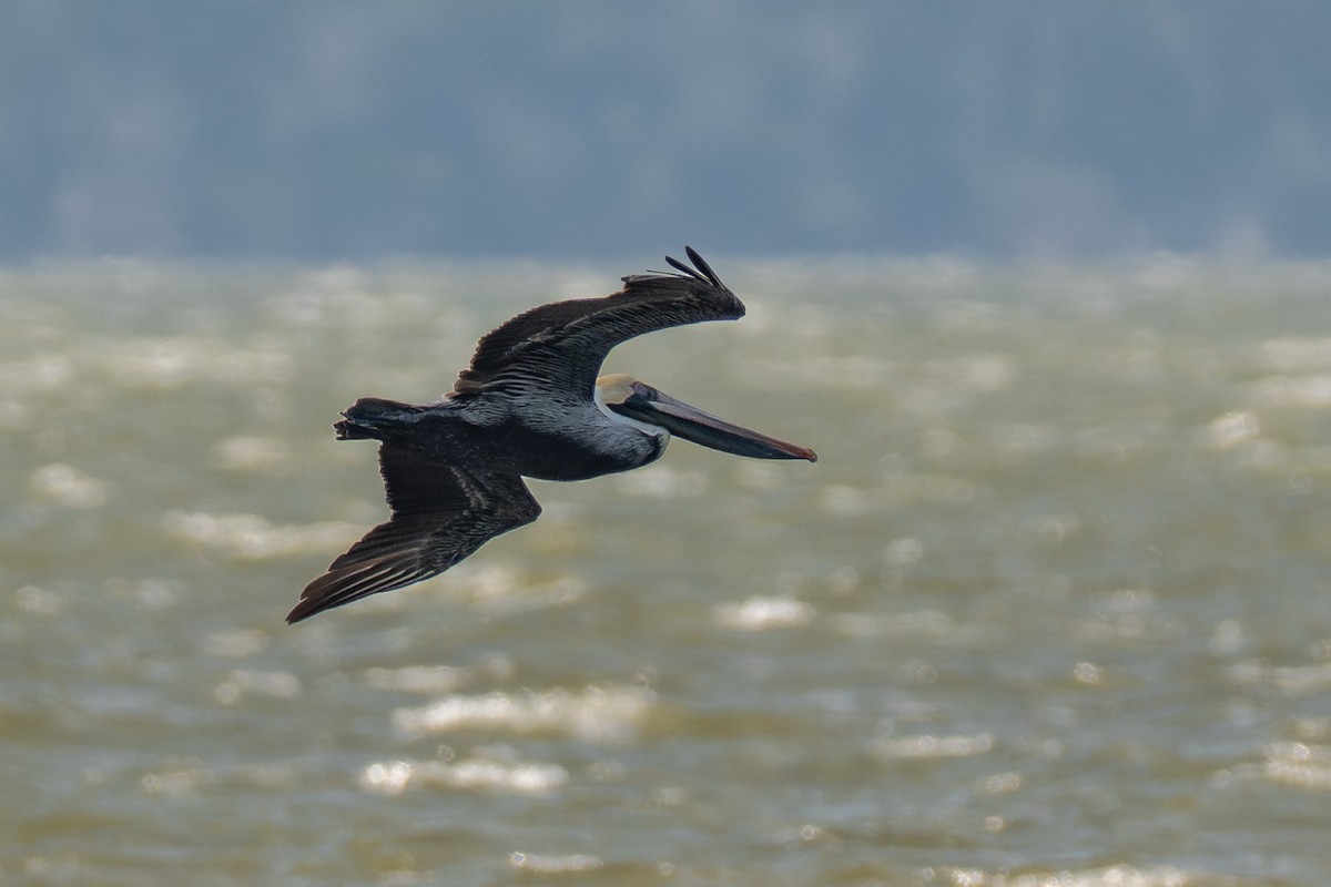 Brown Pelican - ML650037924