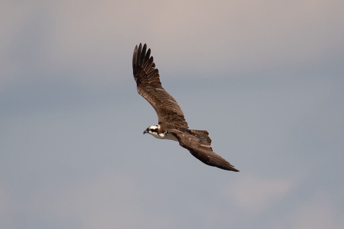 Falco pescatore - ML650037928