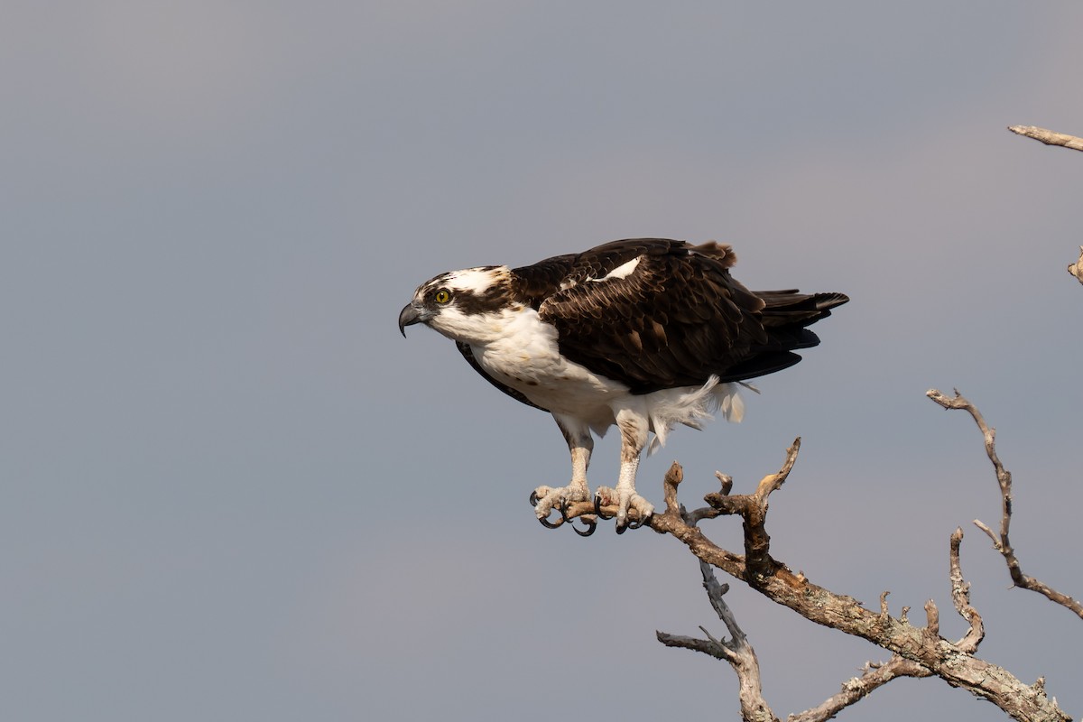 Falco pescatore - ML650037938