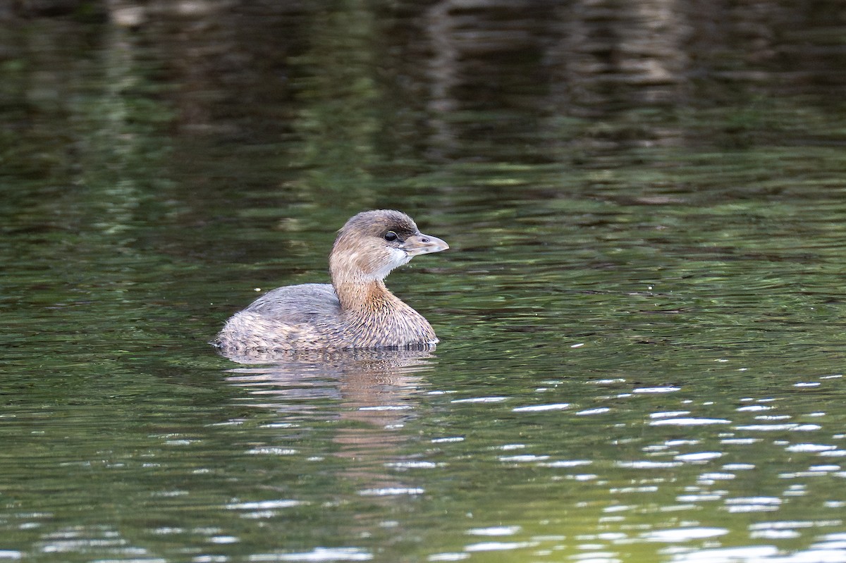 Pied-billed Grebe - ML650037978