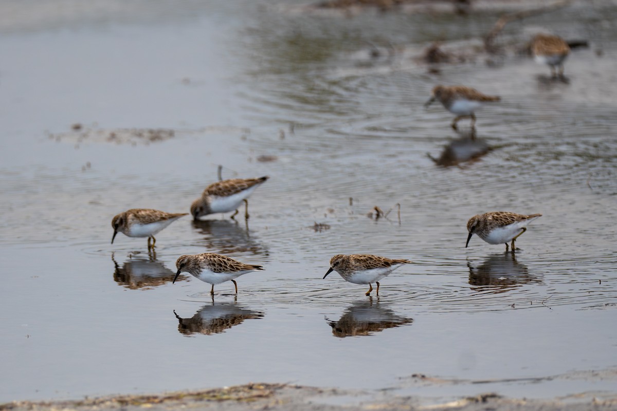 Gambecchio americano - ML650038176