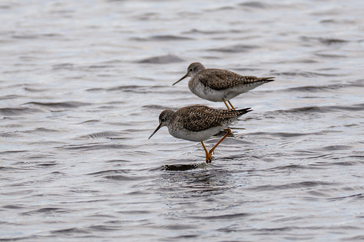 Greater Yellowlegs - ML650038212