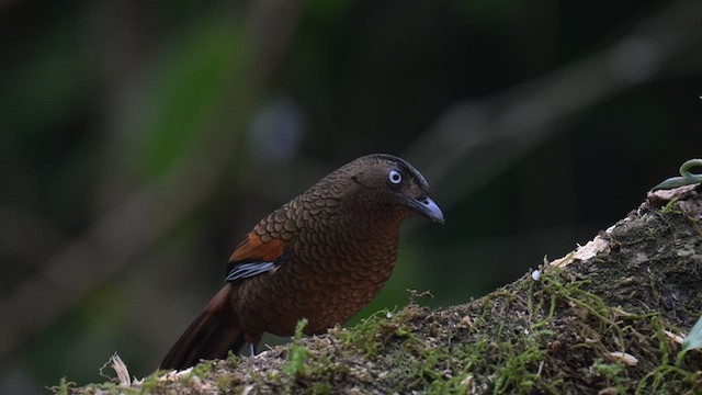 Чагарниця сизокрила - ML650038820