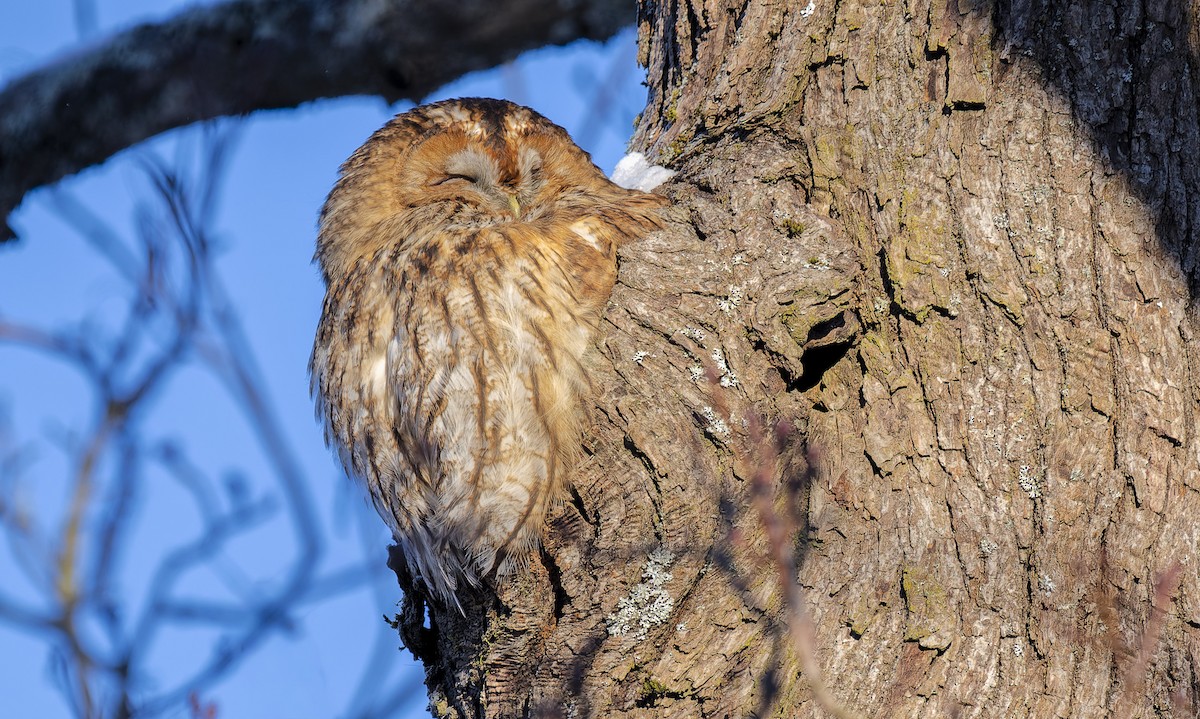 Tawny Owl - ML650039055