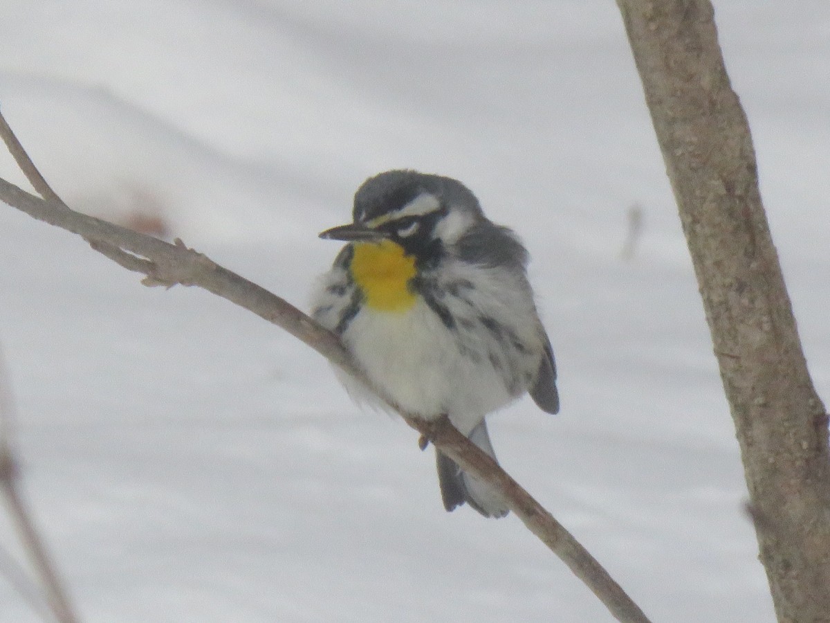 Yellow-throated Warbler - ML650039863