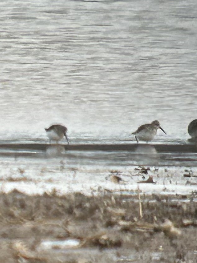 Piovanello pancianera - ML650039872