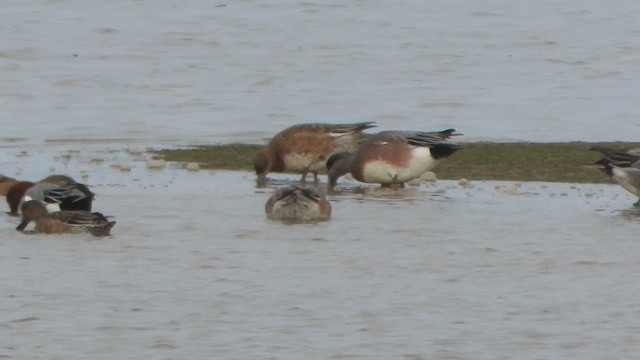 Свищ американський - ML650039981