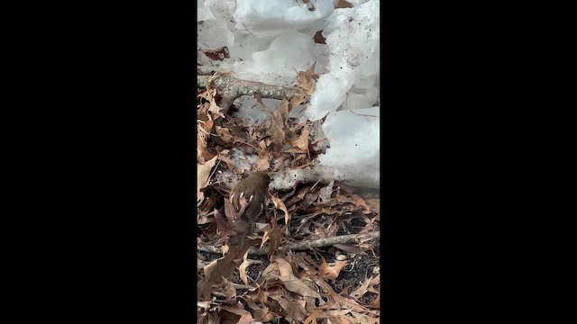 Eastern Towhee - ML650040217