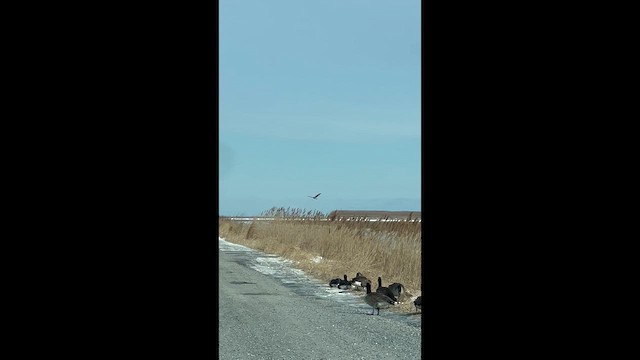 アメリカハイイロチュウヒ - ML650040380