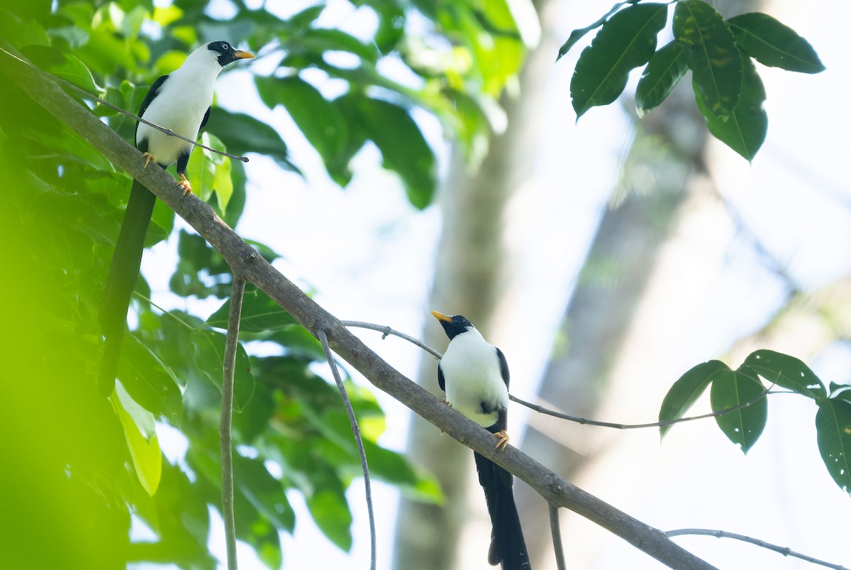 Bare-eyed Myna - ML650040389