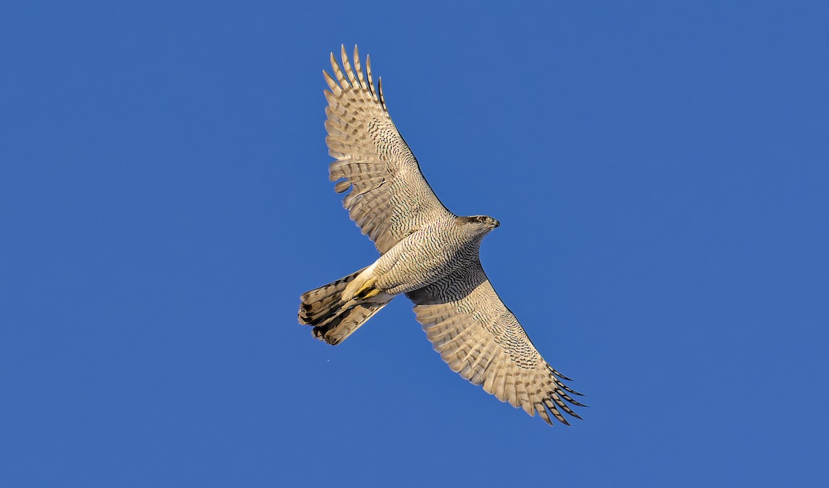 蒼鷹 - ML650040454