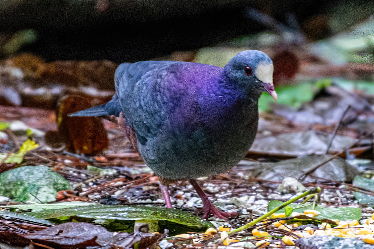 Hispaniolataube - ML650040525