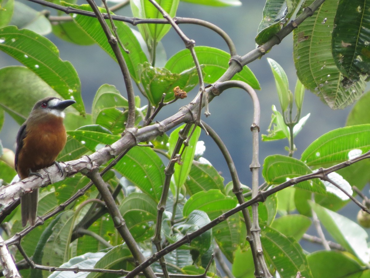 Buco Cariblanco - ML650041233