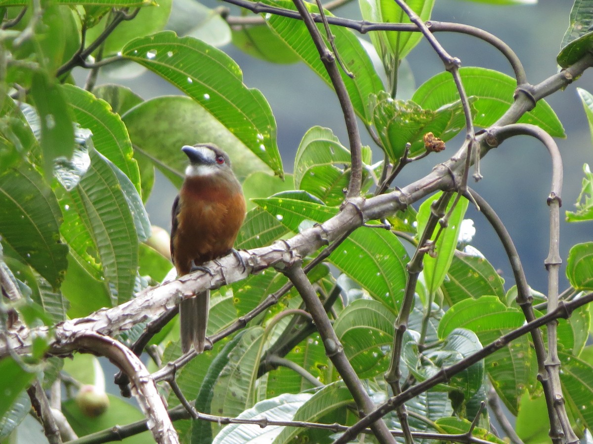 Buco Cariblanco - ML650041234