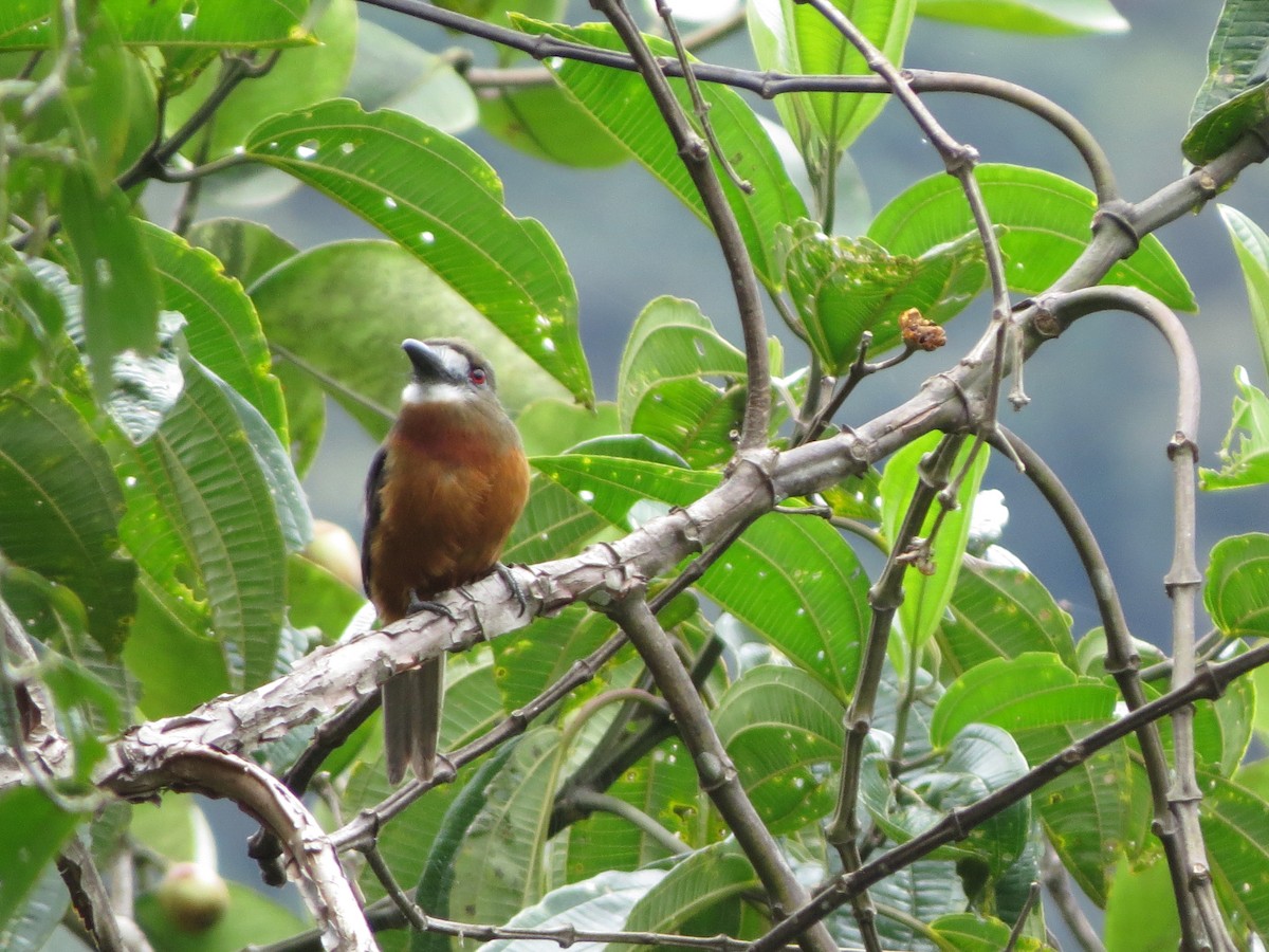 Buco Cariblanco - ML650041235