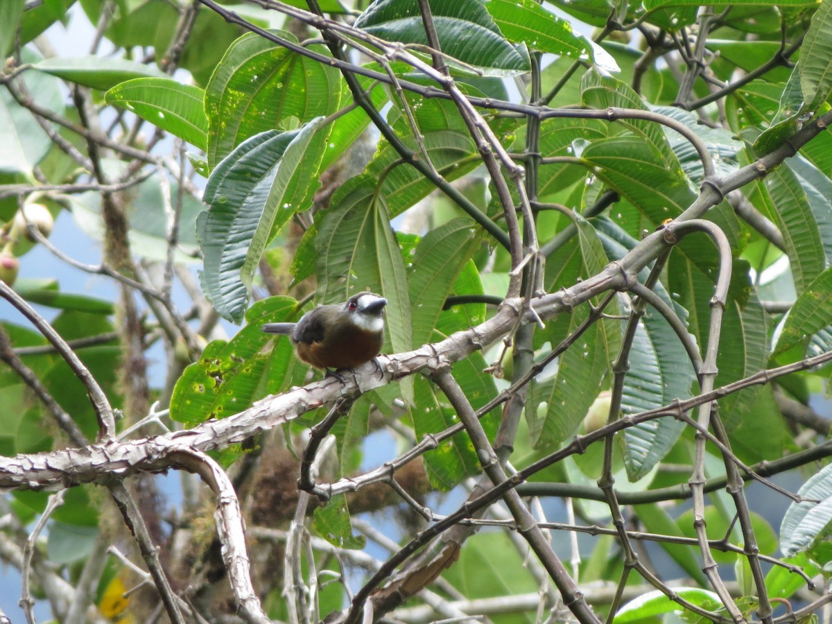 Buco Cariblanco - ML650041236