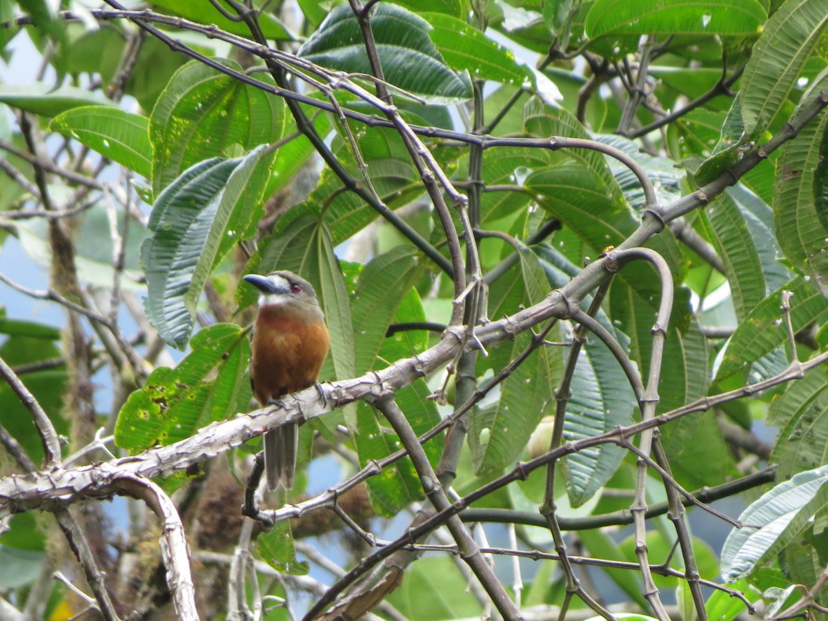 Buco Cariblanco - ML650041238