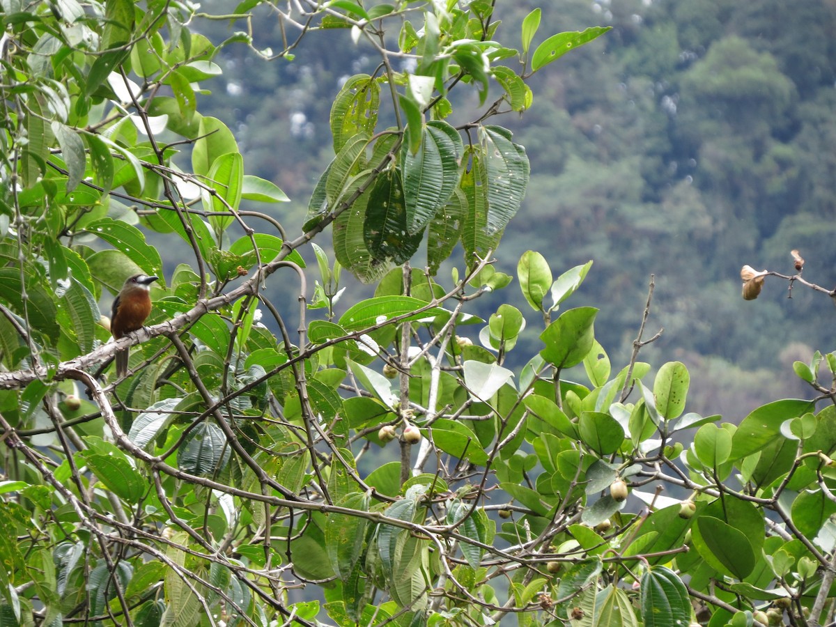 Buco Cariblanco - ML650041239