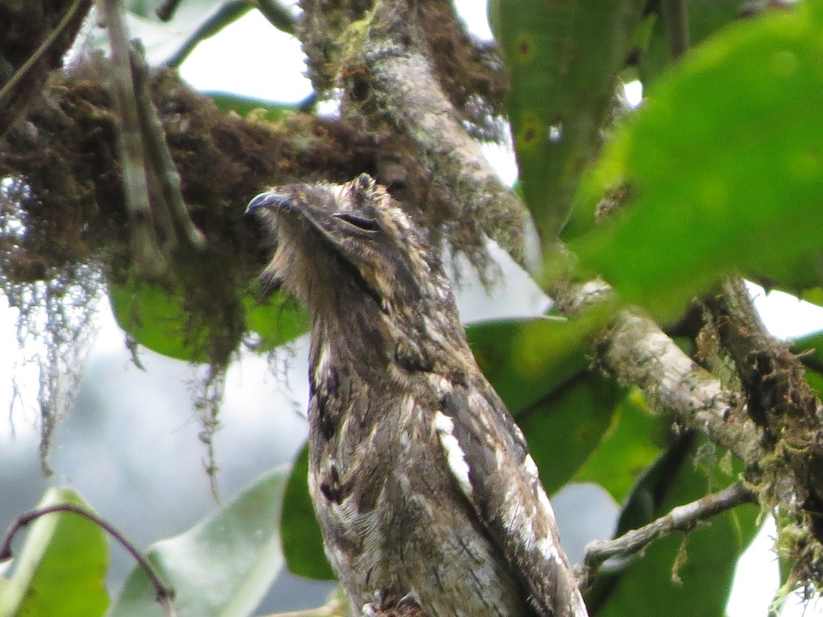 Nictibio Urutaú - ML650041257