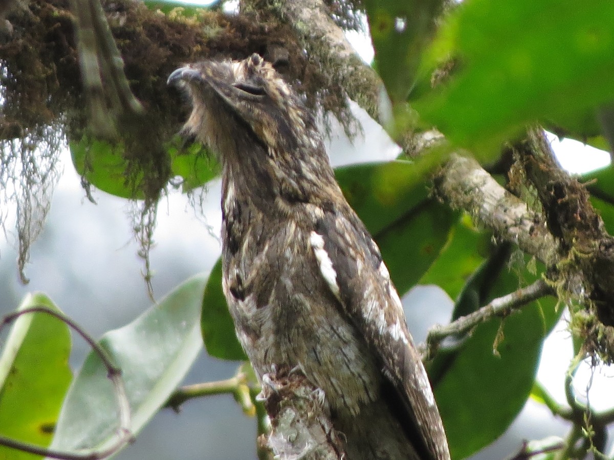 Nictibio Urutaú - ML650041258