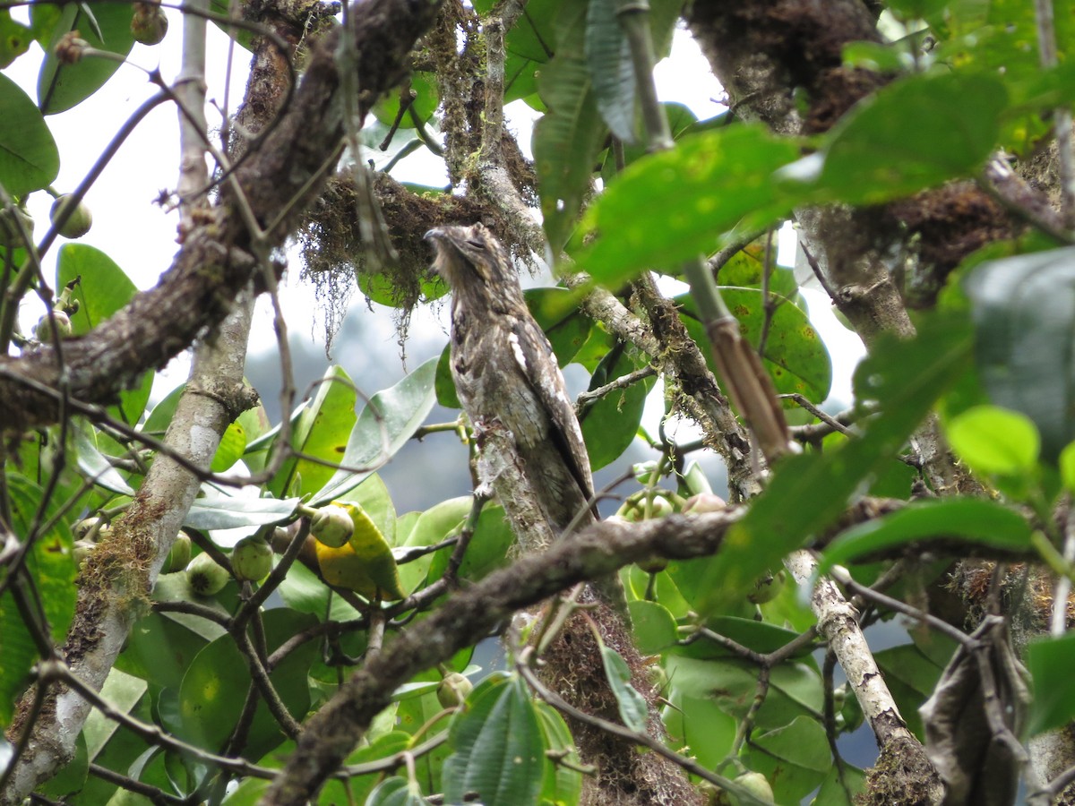 Nictibio Urutaú - ML650041259