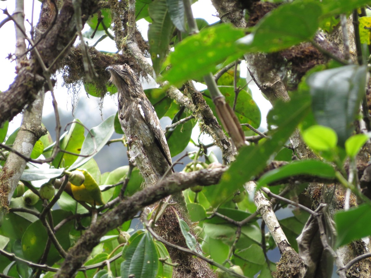 Nictibio Urutaú - ML650041262