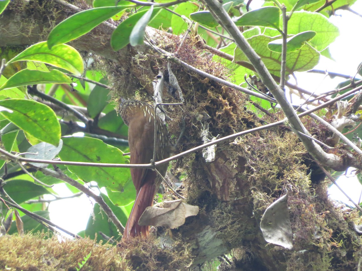 Trepatroncos Montano - ML650041268