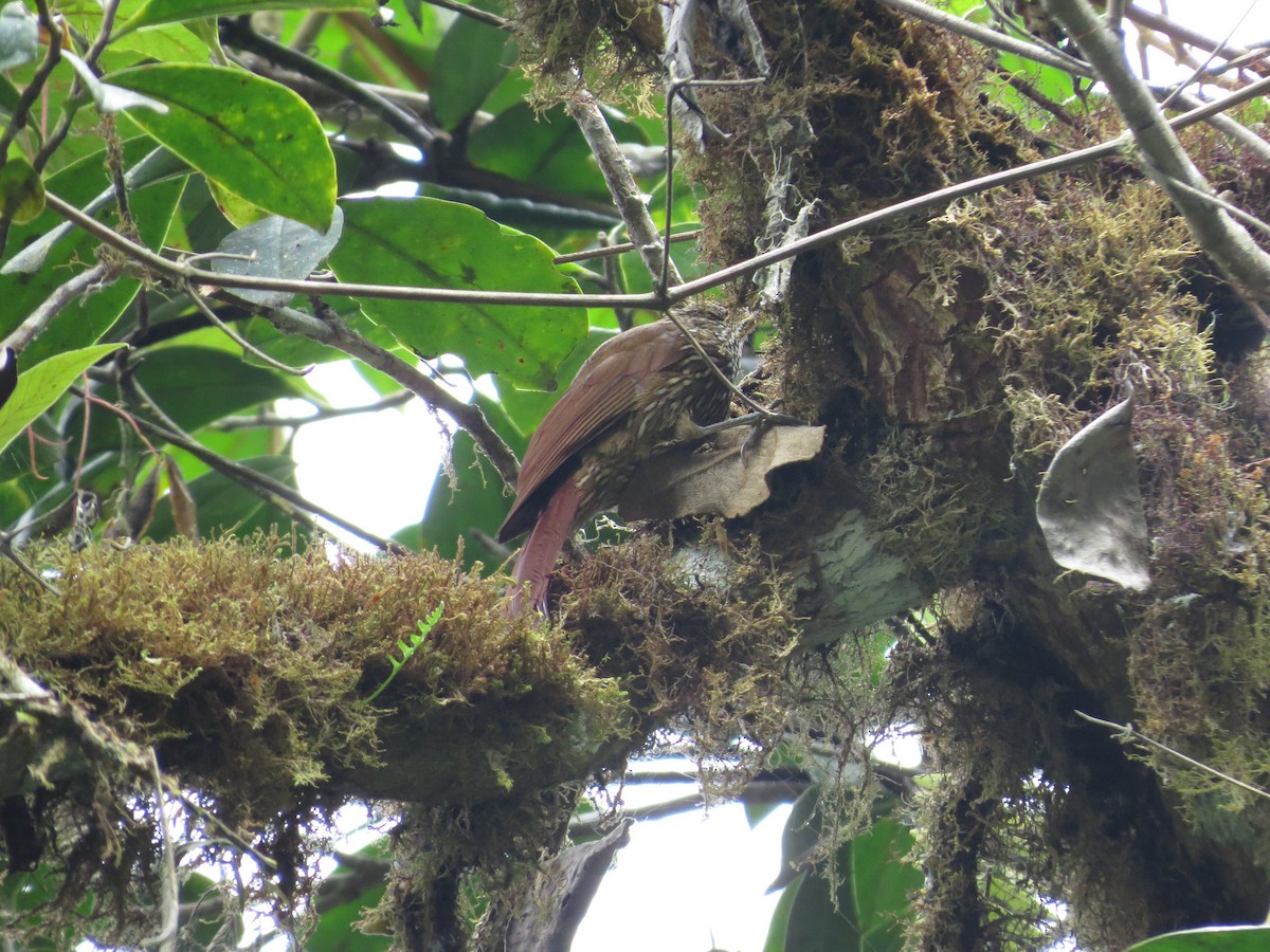 Trepatroncos Montano - ML650041269