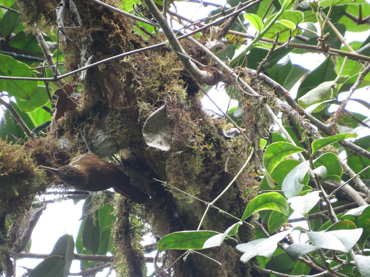 Trepatroncos Montano - ML650041270