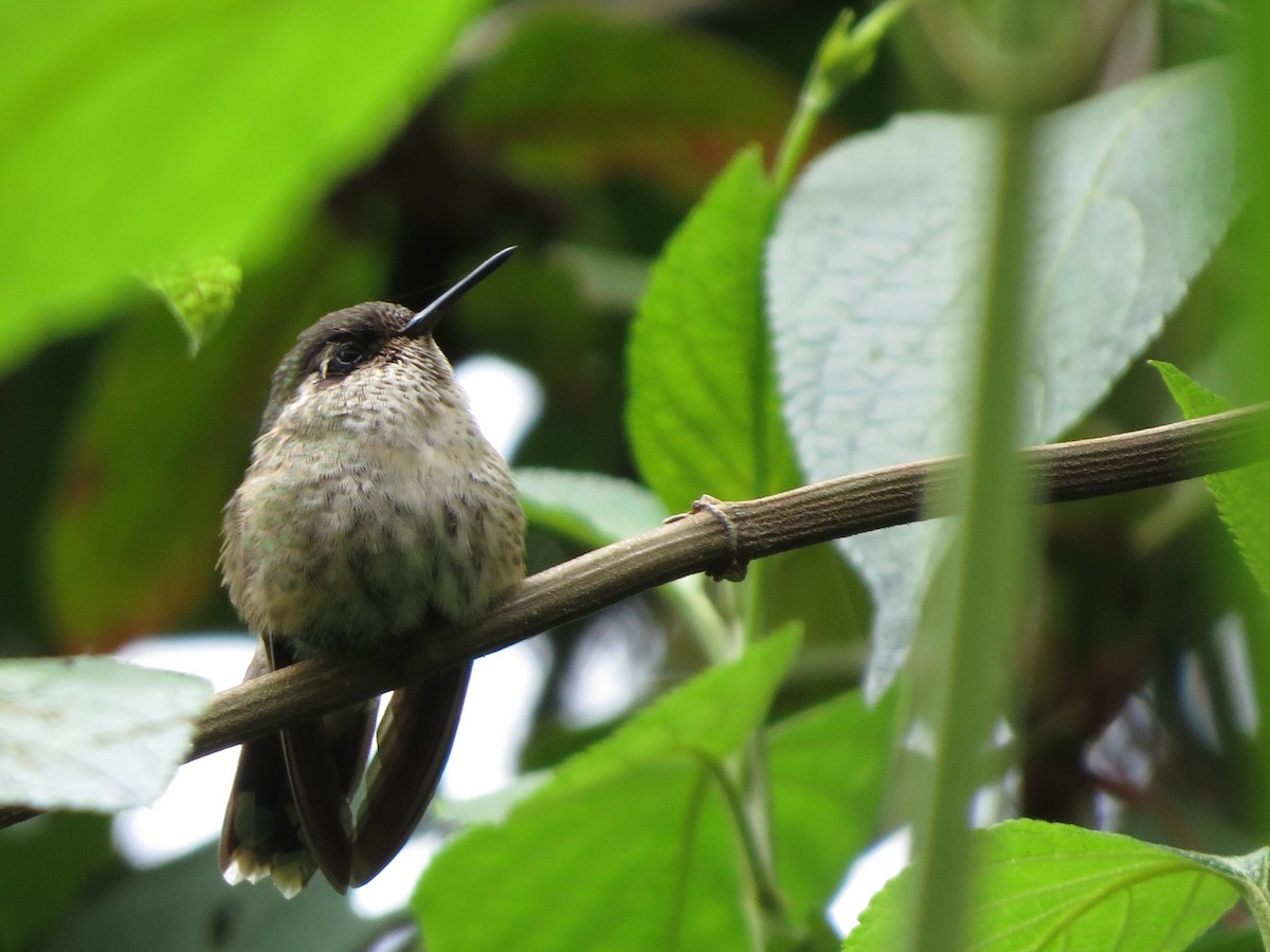 Colibrí Jaspeado (maculata) - ML650041285