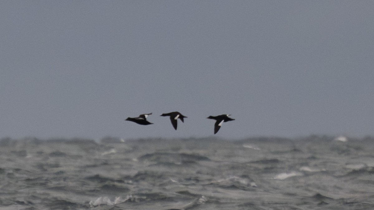 ヨーロッパビロードキンクロ - ML650041293