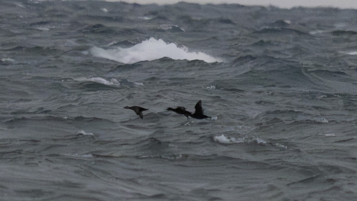 ヨーロッパクロガモ - ML650041311