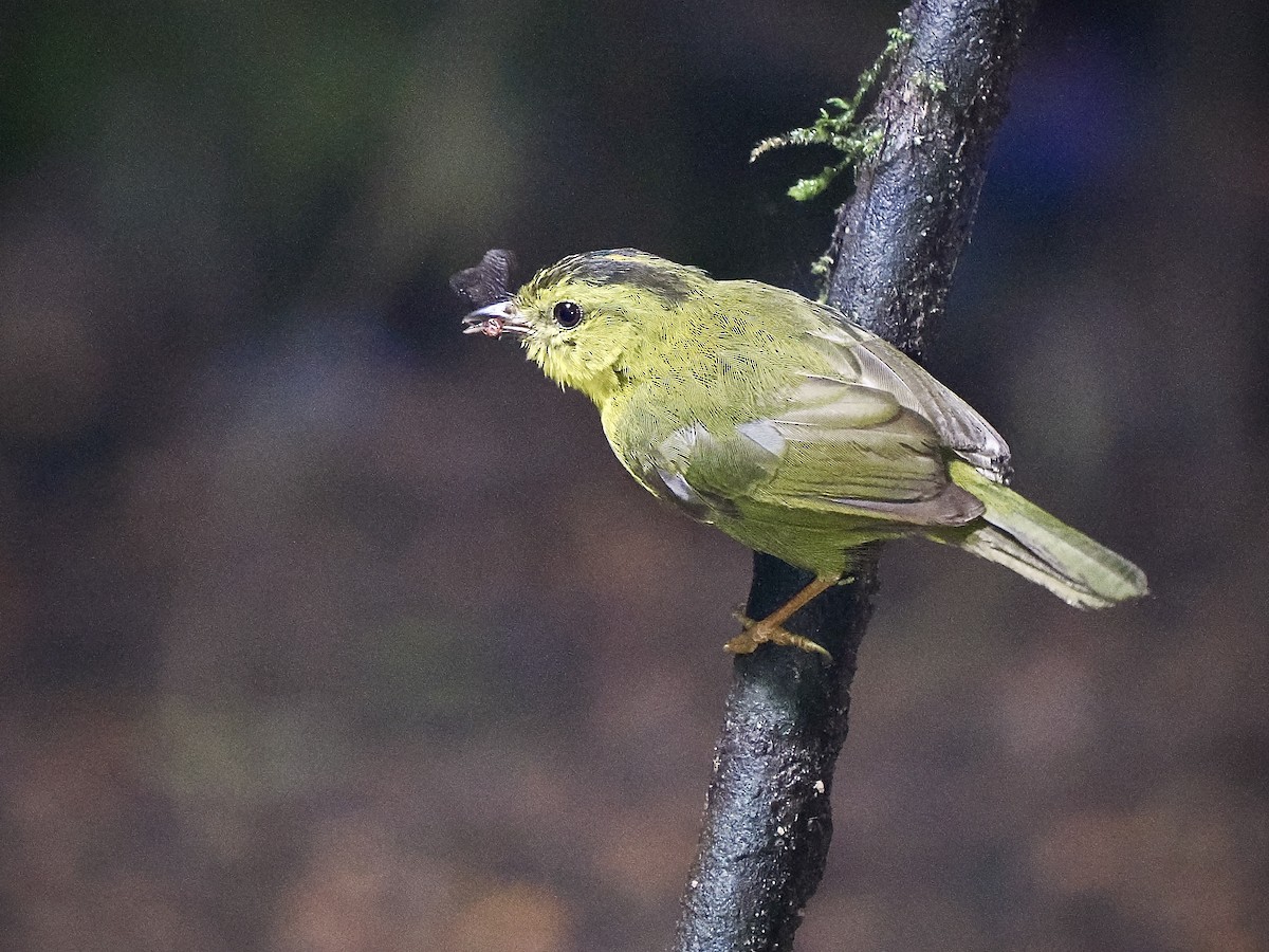 Chocówaldsänger - ML650041321